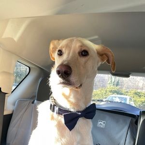 Meet your Posher, Daniel